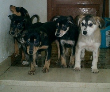 Cachorros en adopción. Hembras y machos a elegir. Han nacido de una perra que nos encontramos abandonada y por tanto necesitan una familia para no vivir en la calle. Dales una oportunidad. Muchas gracias. 